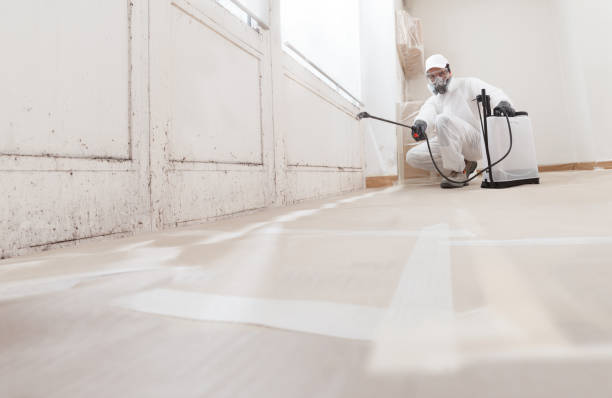 Black mold remediation team in Grand Rapids